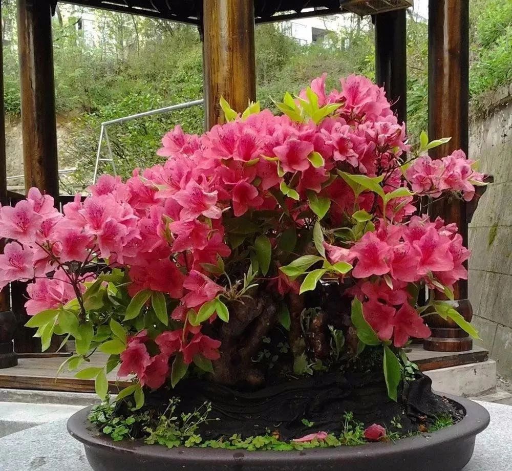 这六种花寓意吉祥好养易活,公认最吉利的4种花