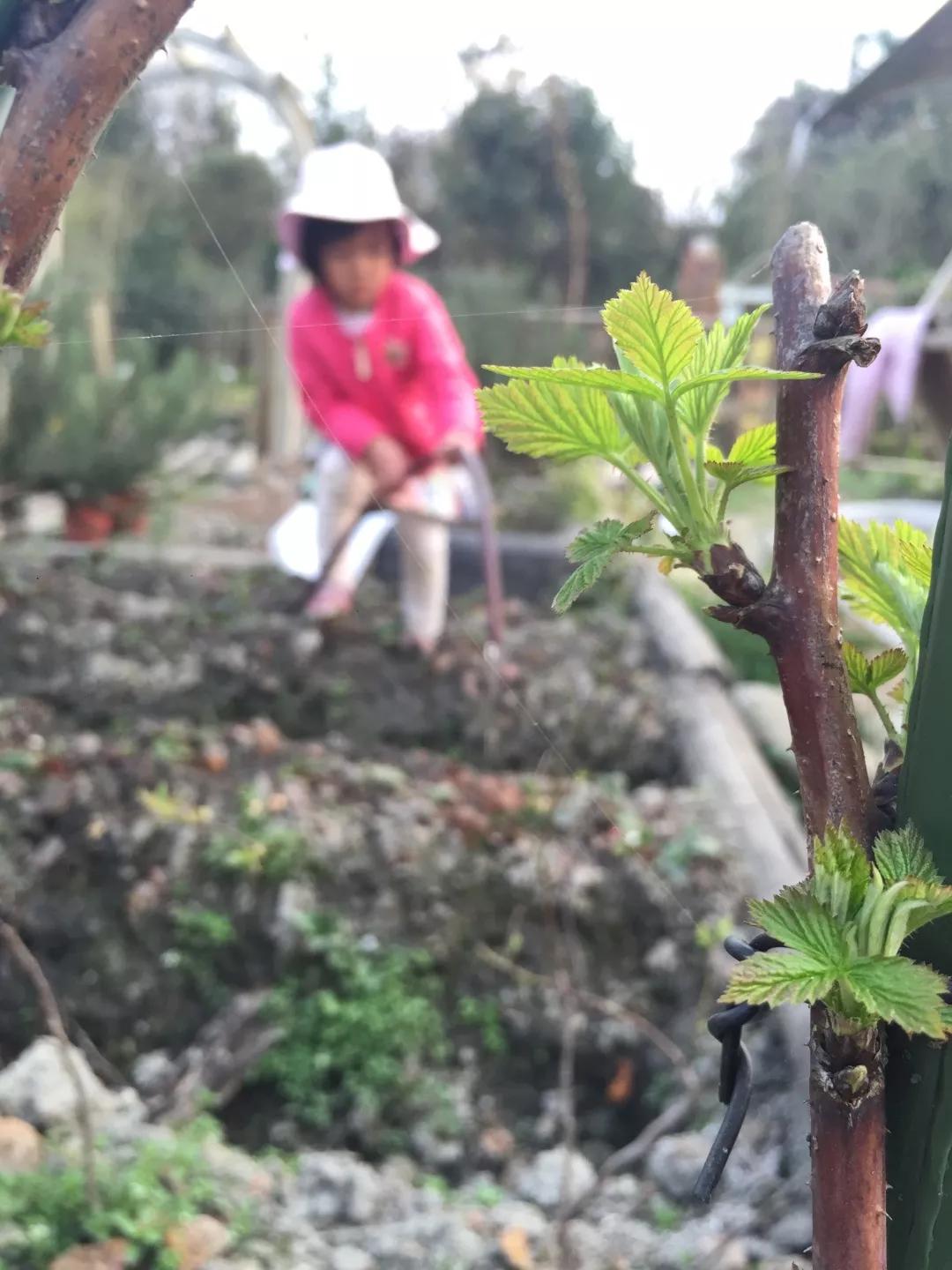 建一座完全不打药的生态花园，所有生命在这里和谐共处，值得收藏