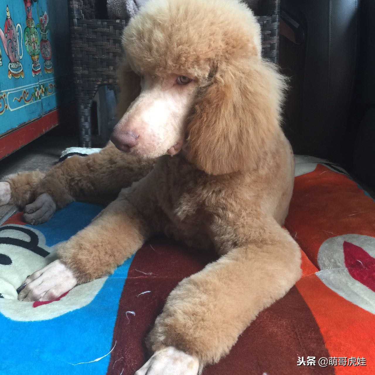巨型贵宾犬剃完毛毛是什么样子的,巨型贵宾犬多大就能剪毛