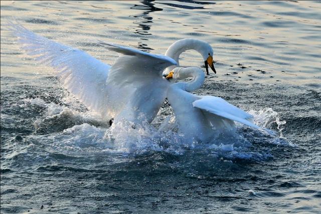 从宿州出发与天鹅相约