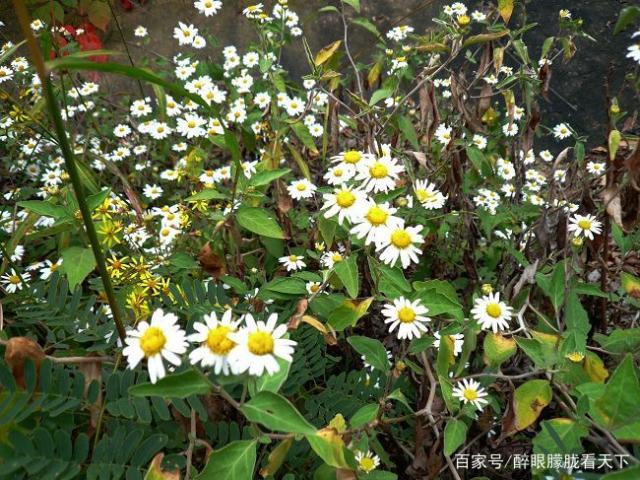 宝天曼秋景,宝天曼最好看的美景