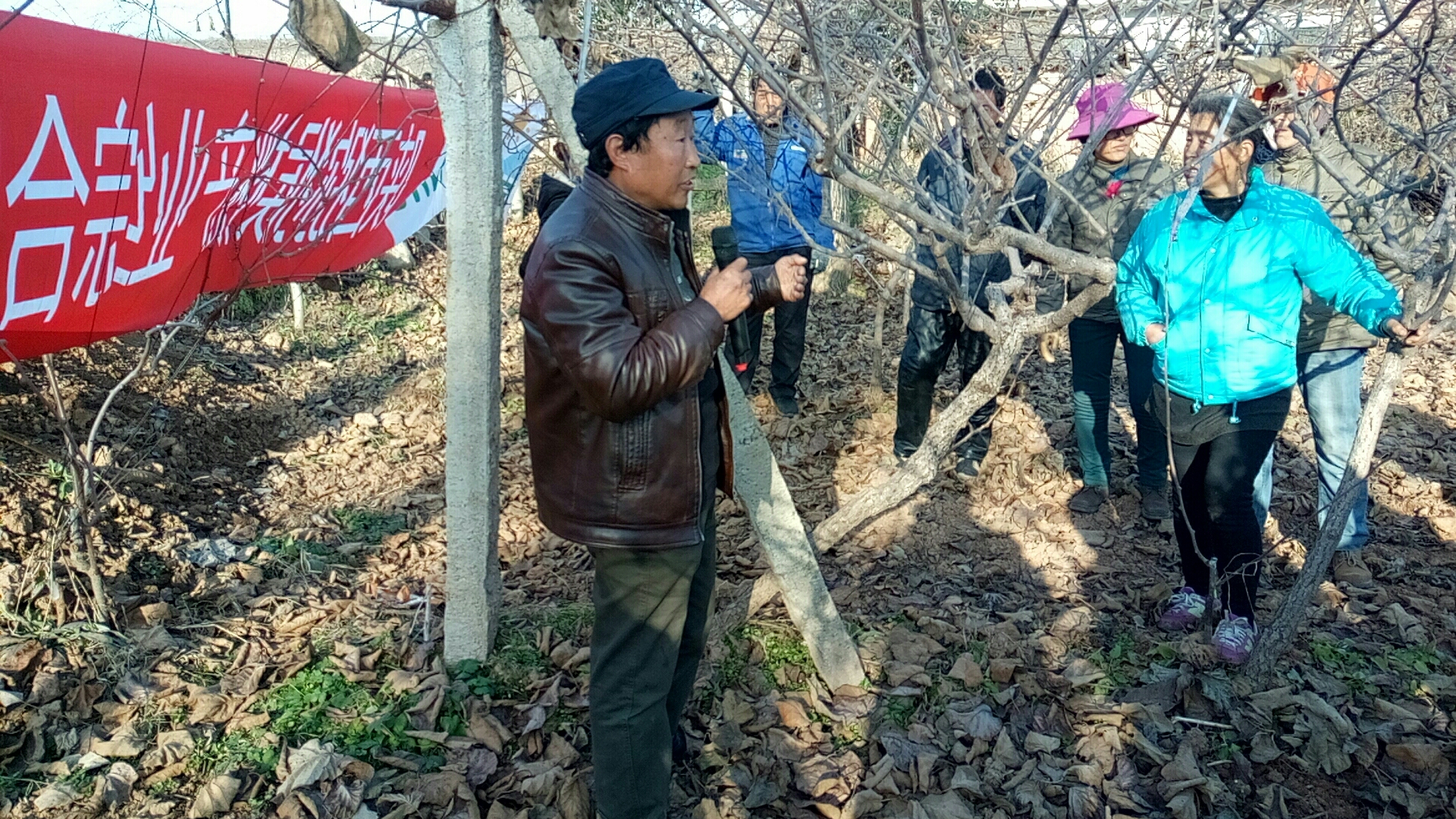 猕猴桃冬季修剪需注意的4个问题,吕岩猕猴桃冬季修剪视频