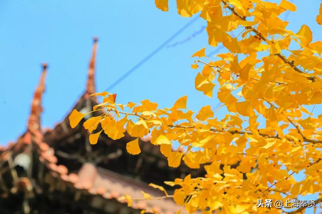 “秀木参天满目娆,落黄漫舞万千娇”二严寺600多年的雌雄古银杏,看了就移不开眼