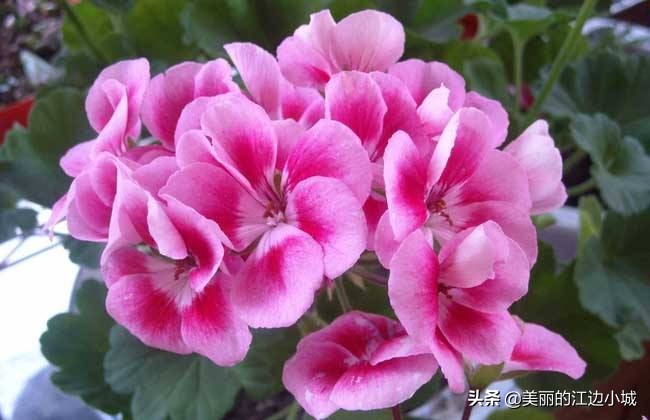 想要养好花几招教会你,想要养好花该怎么做