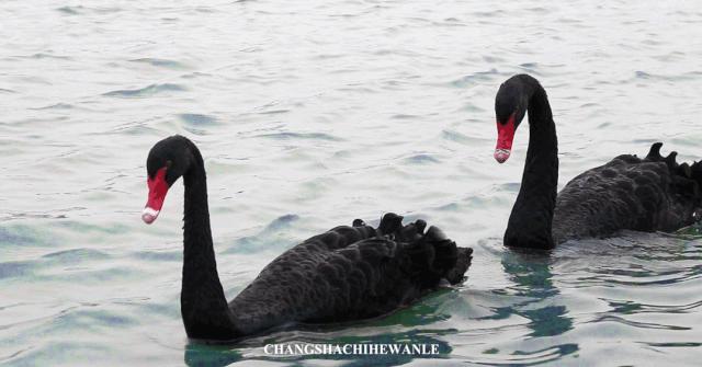 秋天的沙湖美不胜收,洋沙湖旅游