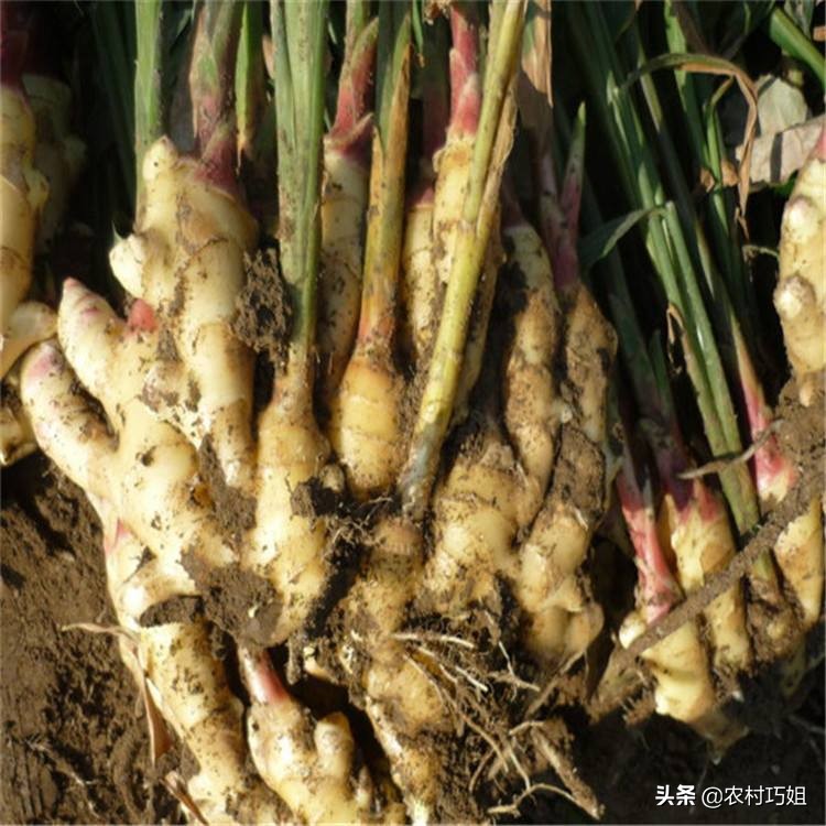 姜的催芽,姜催芽的办法有哪些图片