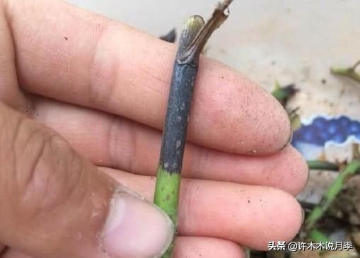 月季治病虫特效药,治疗月季病虫害最好的药有哪些