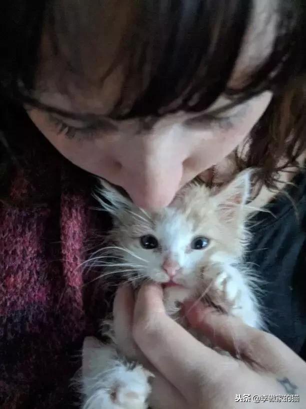 幸运的小小猫,幸运的猫咪全集