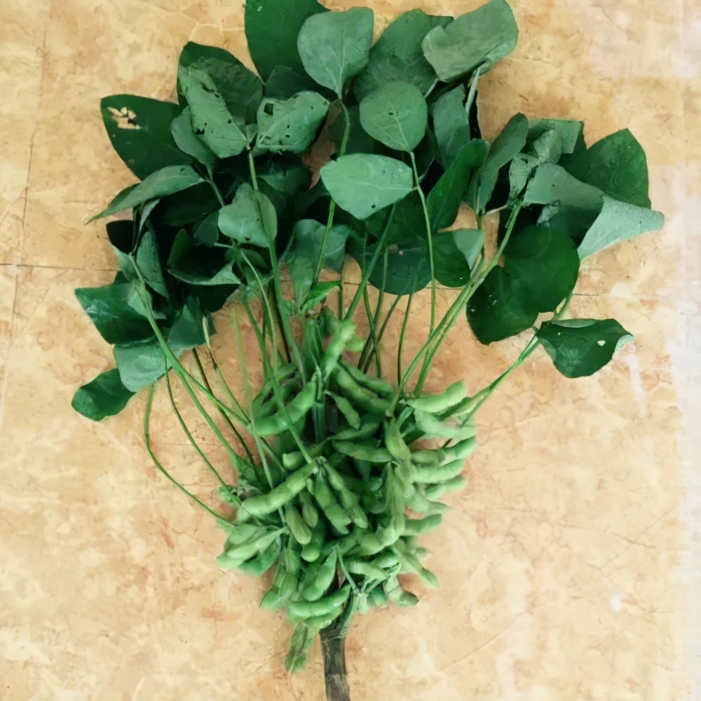 盆栽毛豆的种植方法和技术,盆栽毛豆种植方法