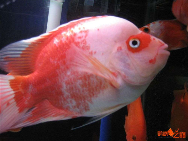 红鹦鹉鱼种类,红白鹦鹉鱼种类