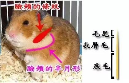 仓鼠的种类习性详细介绍,仓鼠有哪些亚种种类