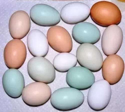 蛋鸡毛色不好的原因,养鸡羽毛发白怎么回事