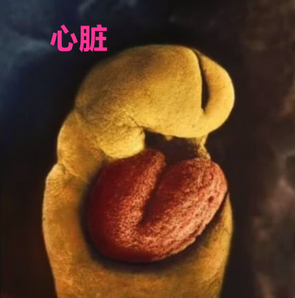 摄影师记录妻子怀孕纪录片,胎儿高清摄影