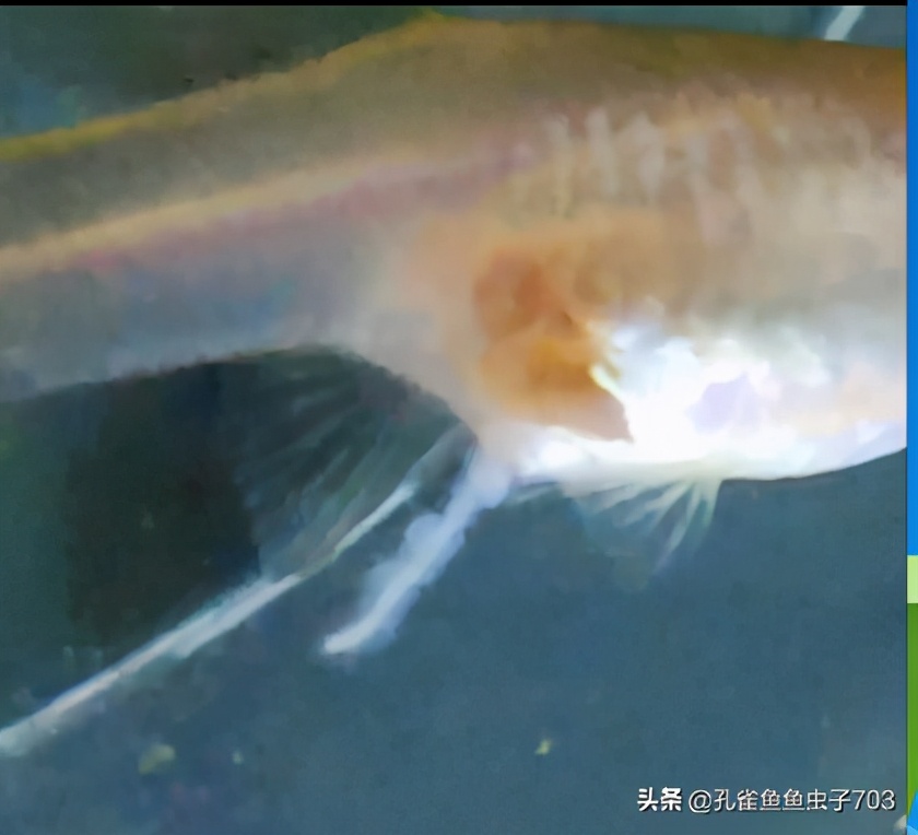 孔雀鱼怎么体内驱虫最有效,如何给孔雀鱼选择饲料