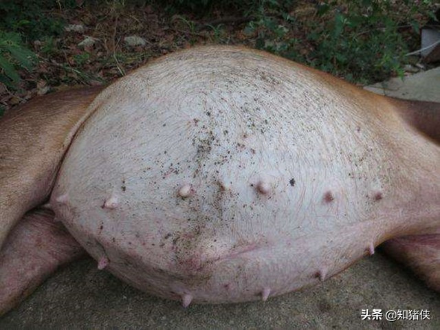 养猪用抗生素,养猪巧用中草药