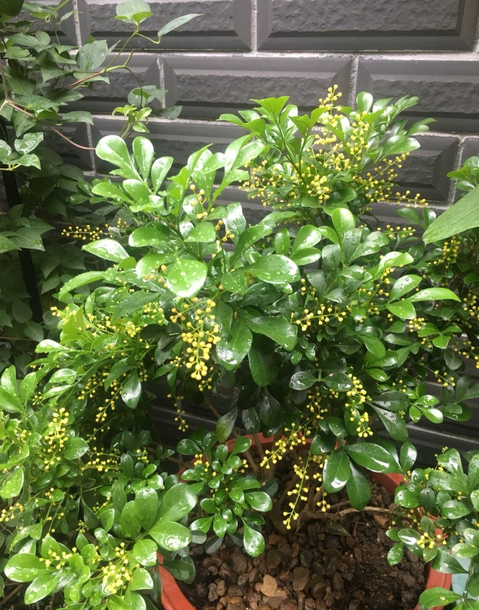 9种“健康花”，能吃能泡茶，客厅养一盆，清洁空气，吉利大气