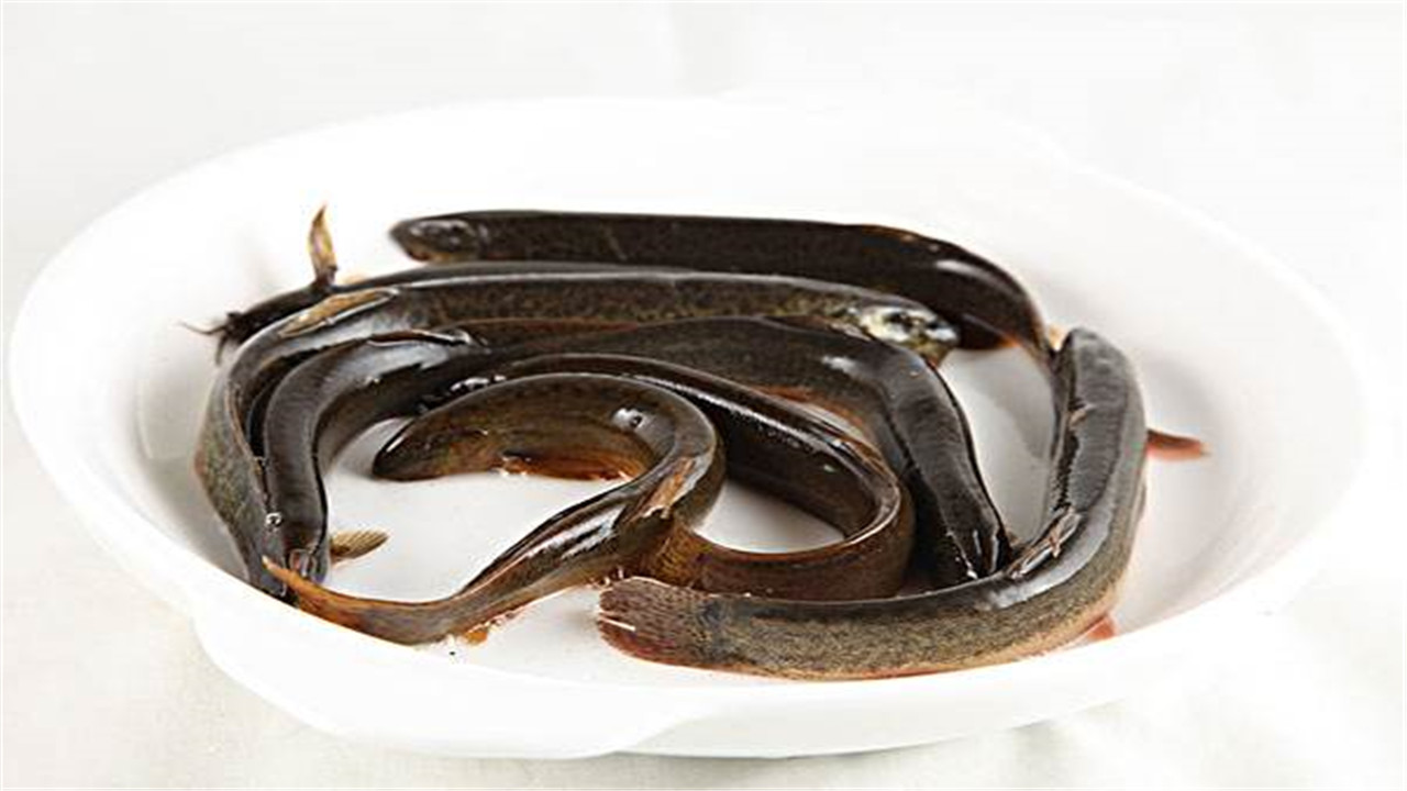 泥鳅养殖技术和饲料配方,致富经中的泥鳅的养殖技术