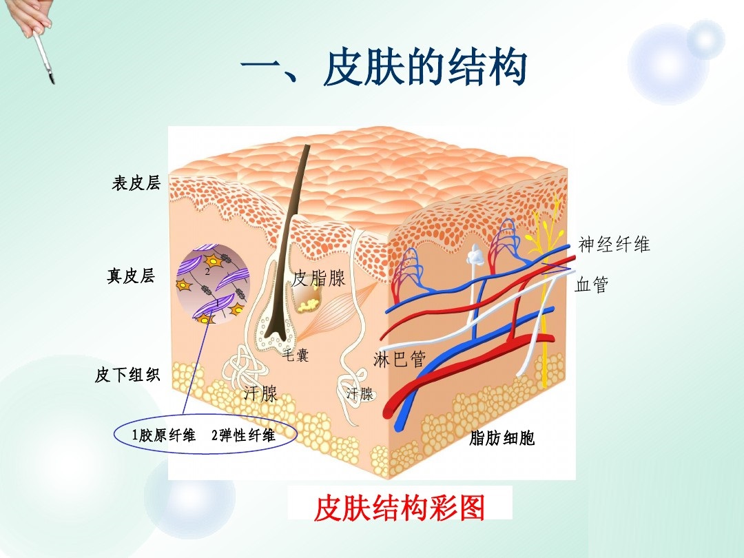 洗澡时搓下来的泥是什么?在显微镜下放大一百倍,看后让人不舒服
