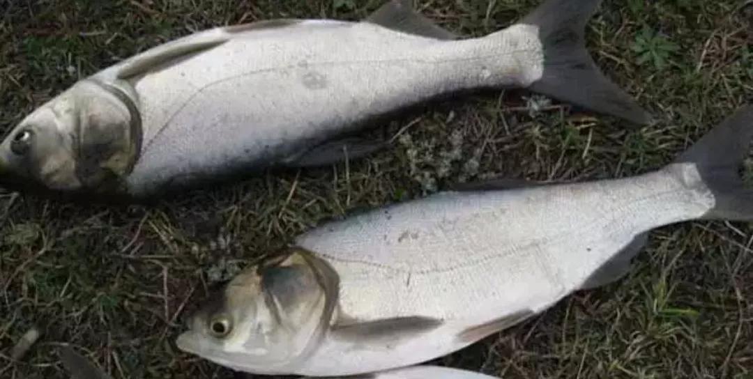 浮钓鲢鳙有小杂鱼闹窝怎么办,浮钓鲢鳙小杂鱼多