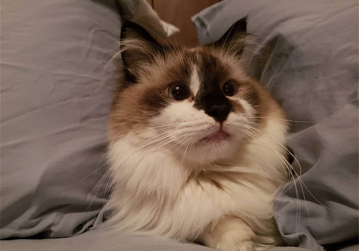 被猫抓伤确诊猫抓病,被猫咪抓了会得猫瘟吗