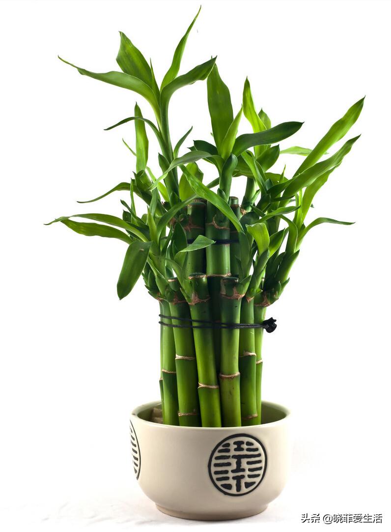招财转运富贵竹怎么养时间长,家中养5种竹富贵不俗护家祥瑞