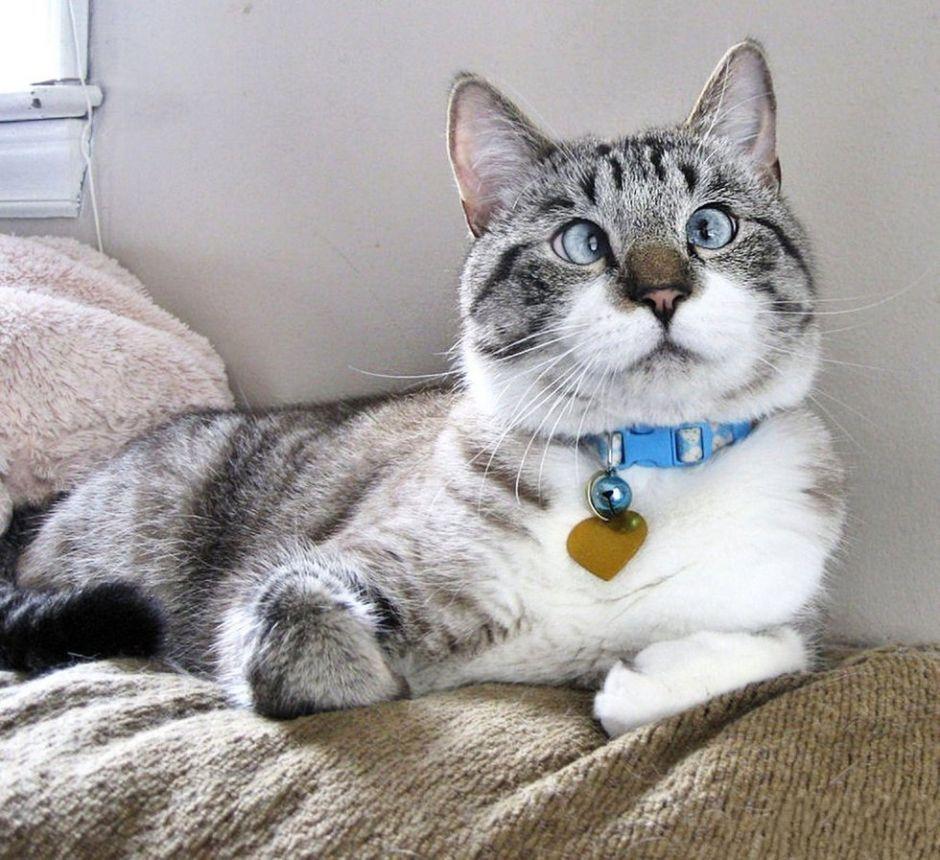 猫粮中哪些成分有害,有这几种成分的猫粮千万别喂