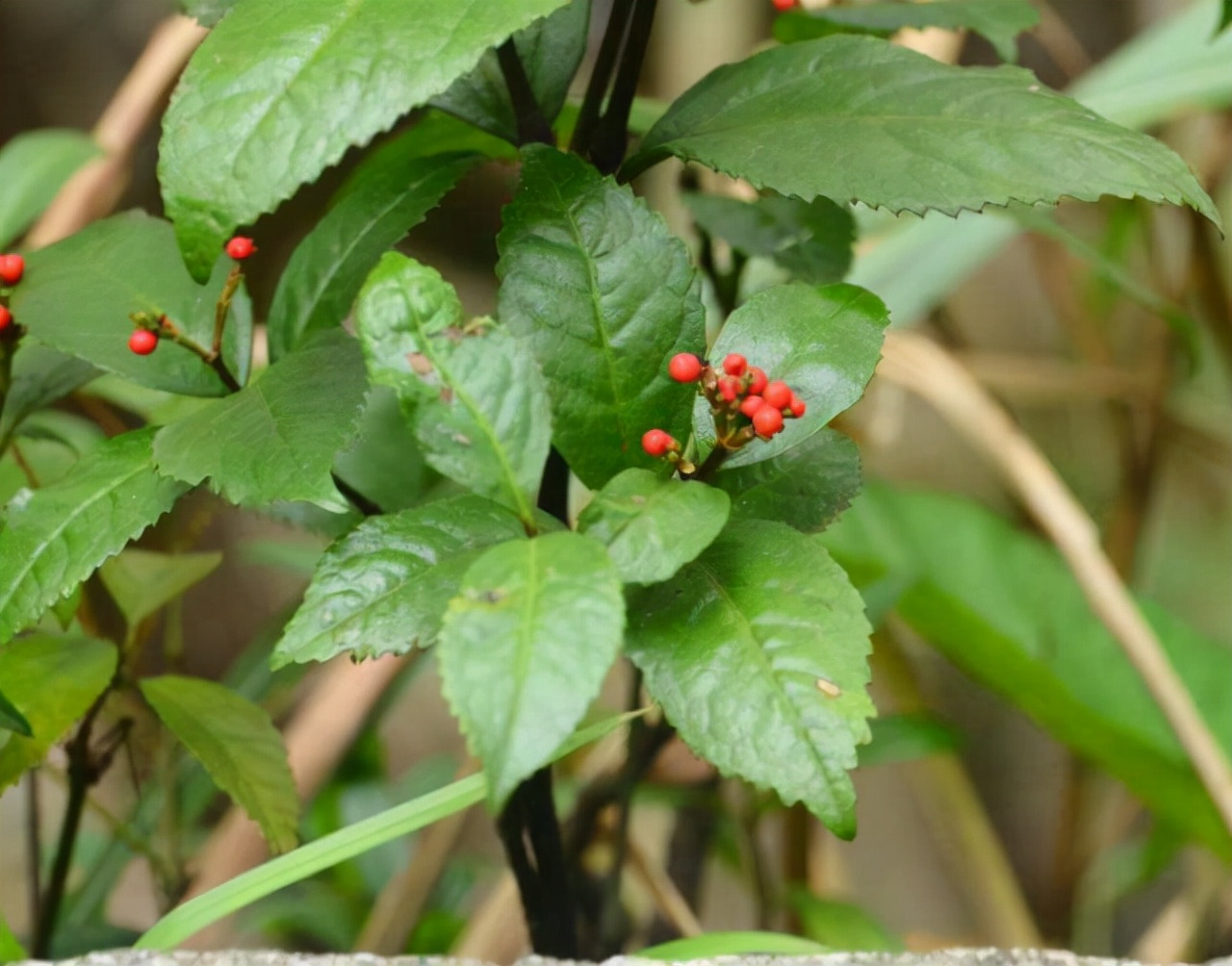 林中一种“满山香”,风一吹满山香气,是“草珊瑚含片”重要原料