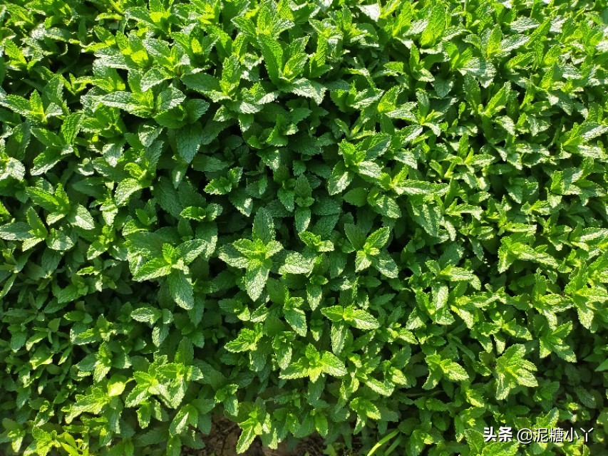 香辛蔬菜,自己种的纯天然薄荷的绿色蔬菜