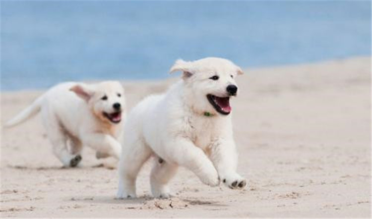 狗妈妈生孩子了该怎么办,狗妈妈生不出来怎么办