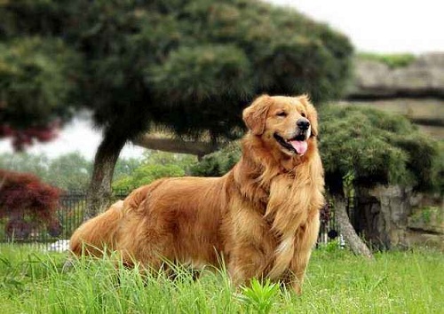 狗狗身上毛局部变粗糙,狗狗身上有些地方毛发稀疏