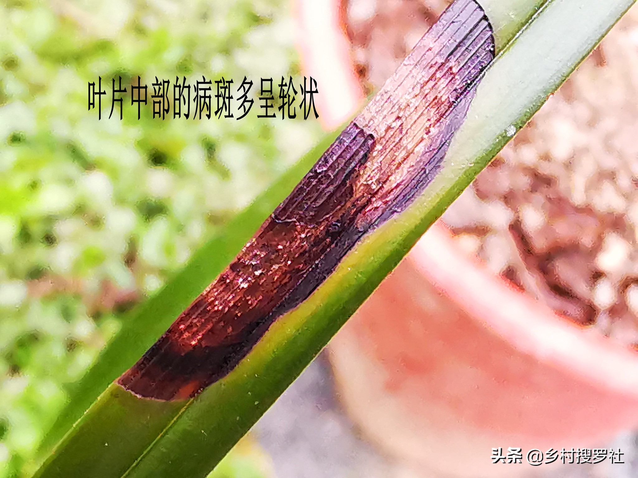 兰花得了炭疽病怎么治,兰花得了炭疽病怎么办