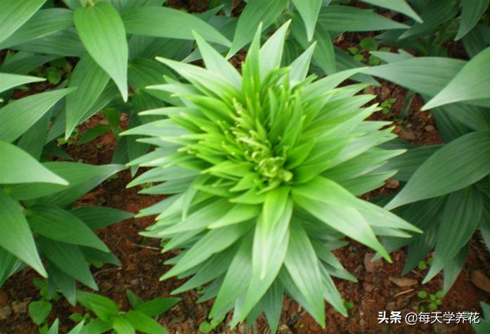 百合虫害的防治方法,百合病虫防治和管理