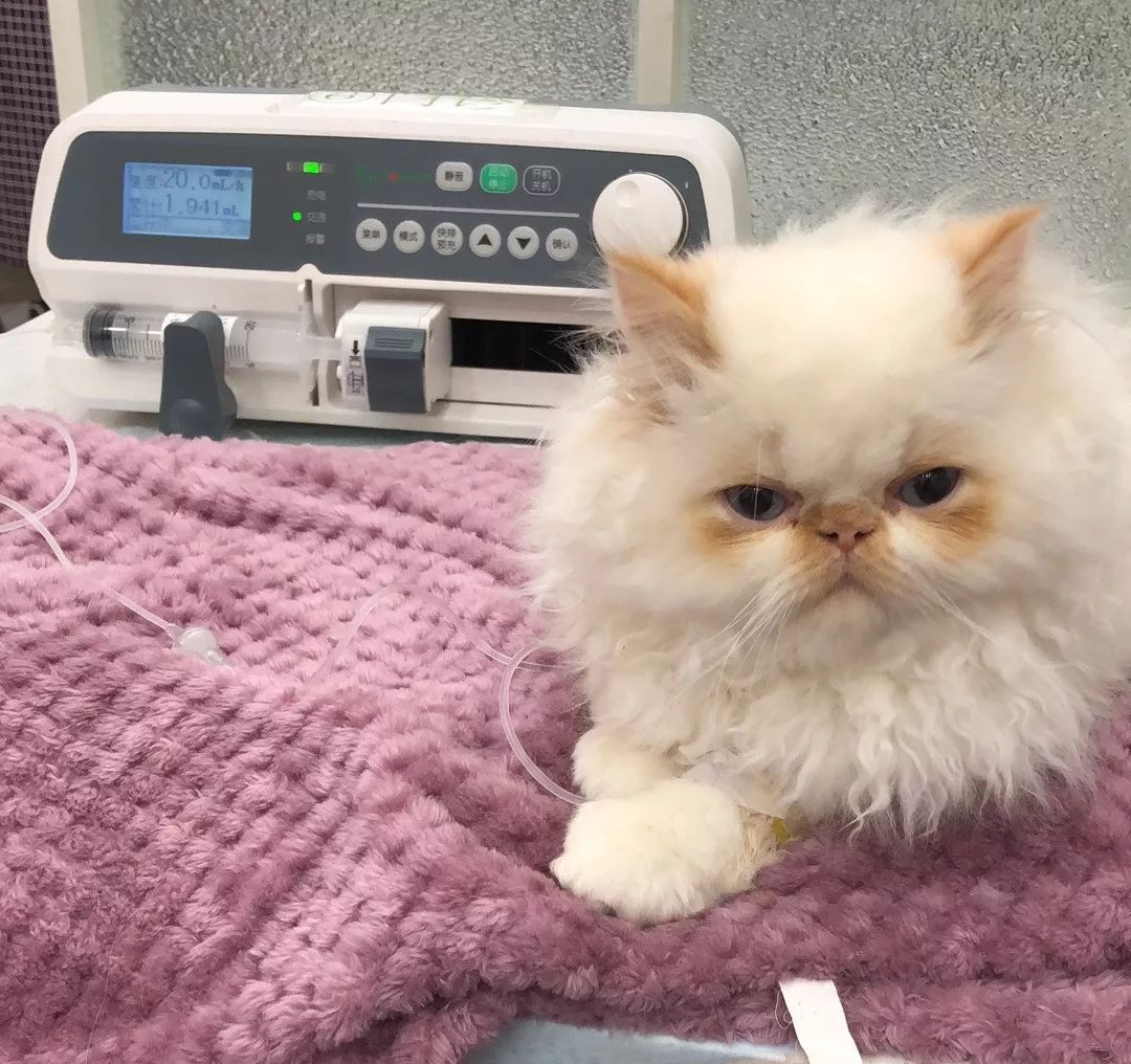 猫瘟到底能不能治好,猫瘟是不是不治必死