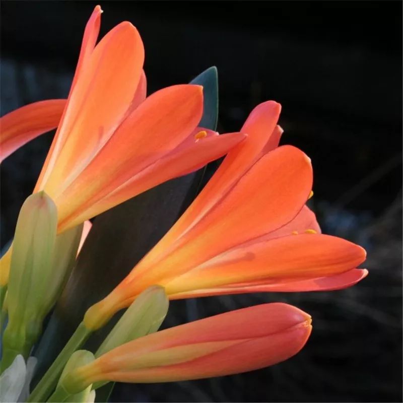 2019真实鲜花图片,2023鲜花爆款图文