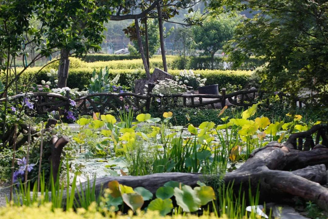 建一座完全不打药的生态花园，所有生命在这里和谐共处，值得收藏