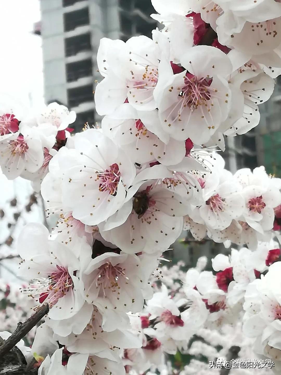 春天来了、春天的油菜花、我心中的春天、春诗