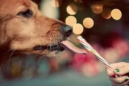 狗狗跟外人走怎么办,狗狗跟陌生人走代表什么