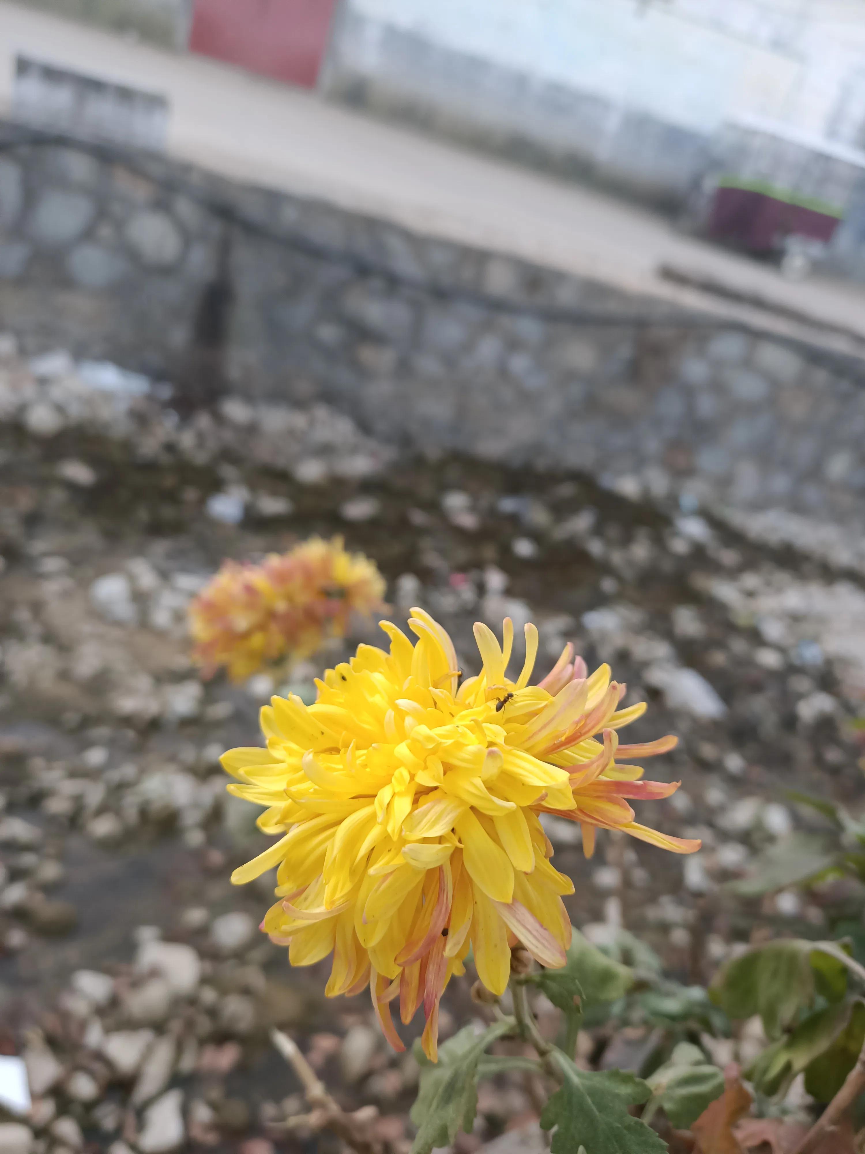 初冬，河渠畔，凋零的美之菊花的气节