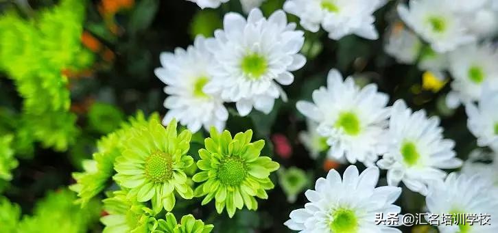 花艺十六种手法,流行花艺简单教学