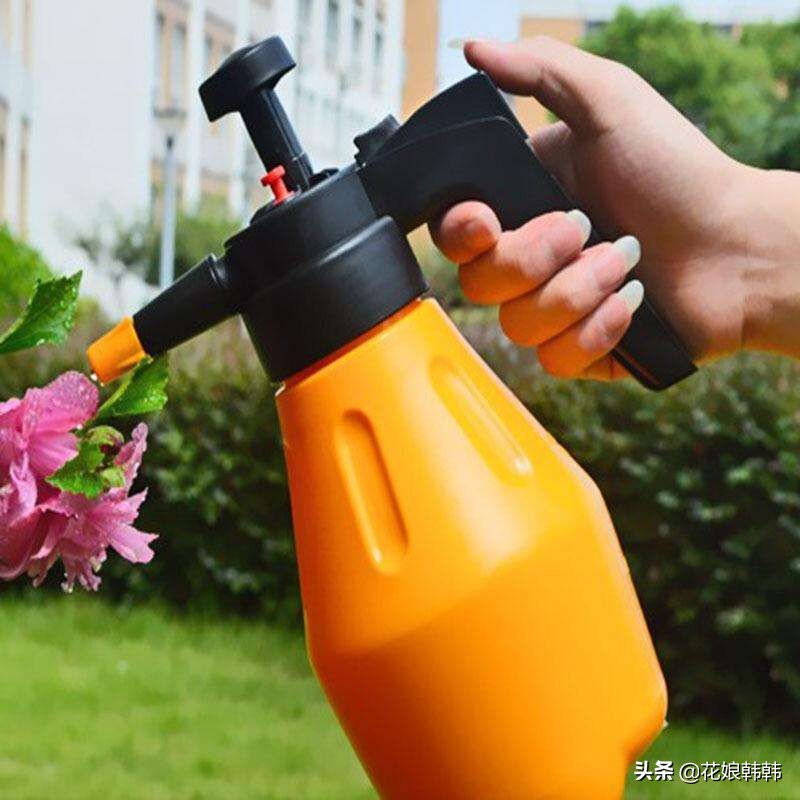 杜鹃花红蜘蛛什么症状,杜鹃花红蜘蛛病图片