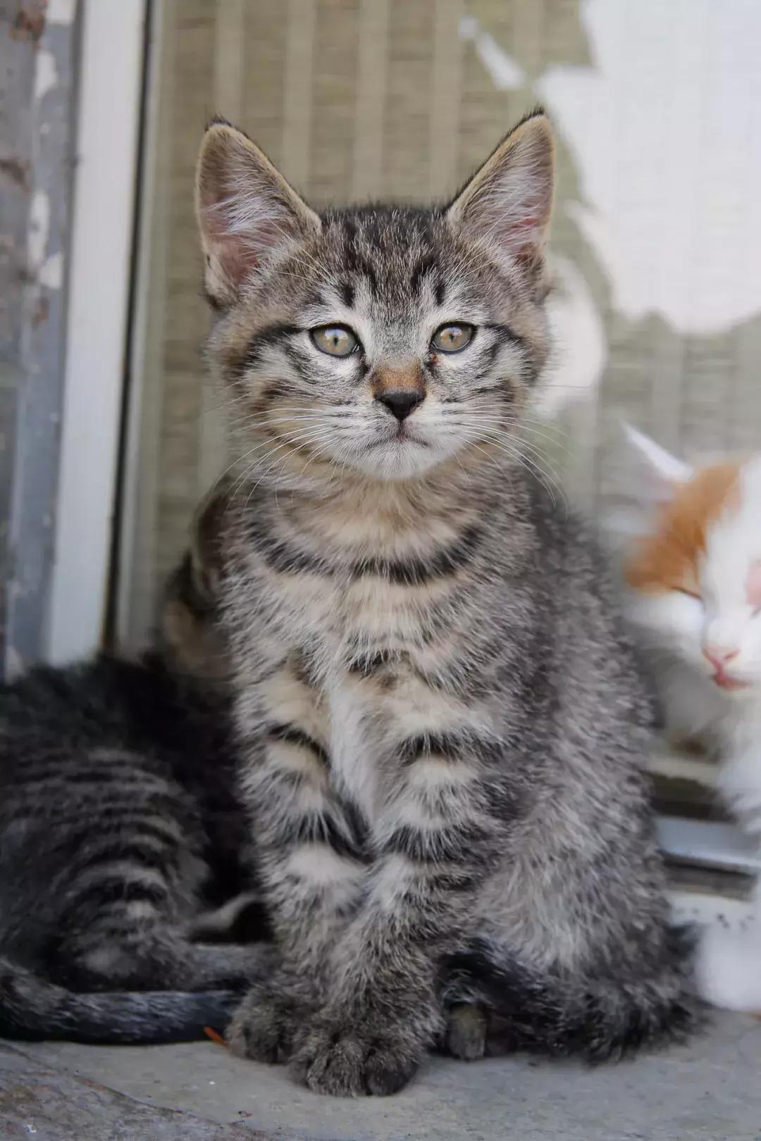 上次没领到猫的亲们，第二波小盆友来啦