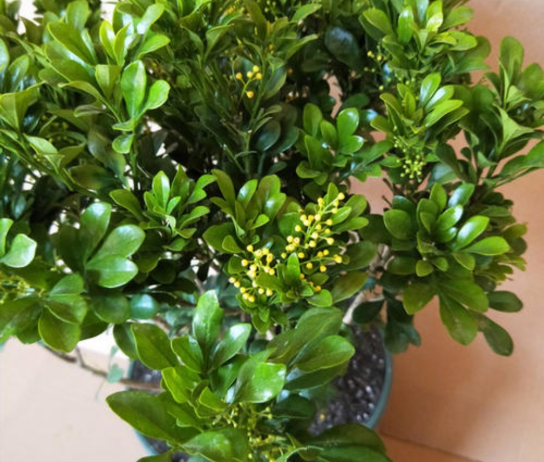 米兰只打骨朵不开花是什么原因,米兰开花苞不开花