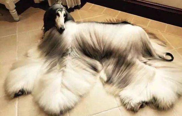 最优雅的狗阿富汗猎犬,阿富汗猎犬各种造型