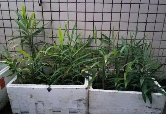 怎样让姜快速发芽做盆栽,盆栽植物姜