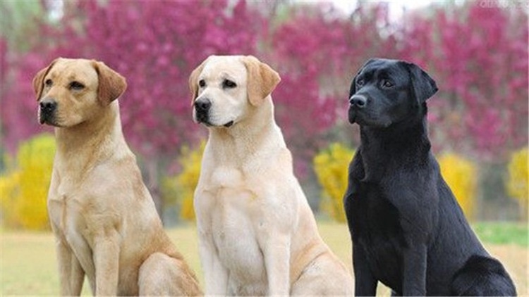 千万不要给狗狗吃这几种水果,这些水果千万别再给狗狗吃了