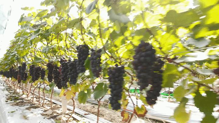 楂樻牎瀛︾敓鐪间腑鐨勫叡闈掑洟,楂樻牎鐢熺溂涓殑鏃朵唬鍙樿縼