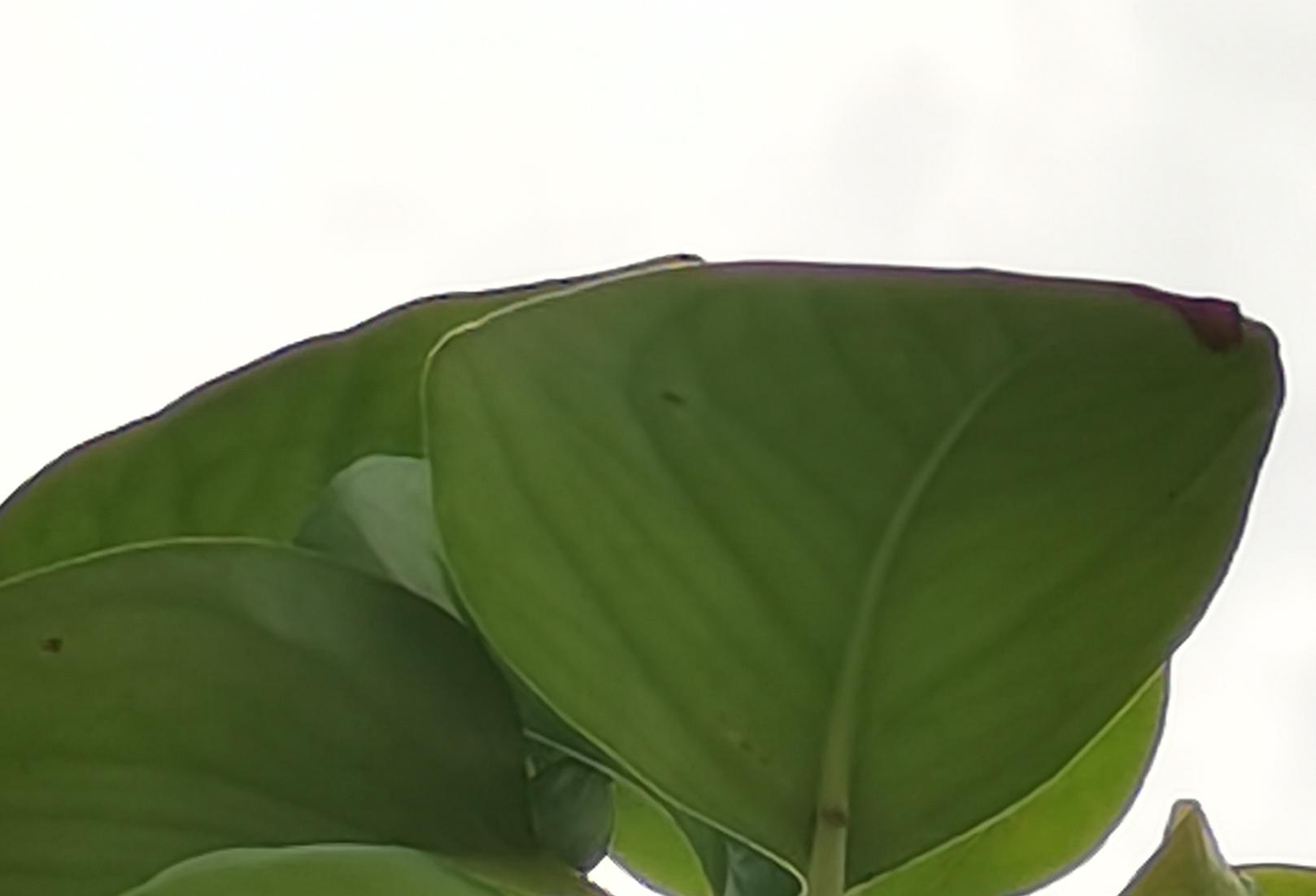 荣耀30s放大20倍拍照评测,荣耀30s测评大米