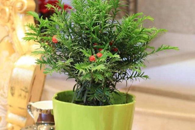 常绿植物盆栽好养,什么盆栽喜阴绿植好养