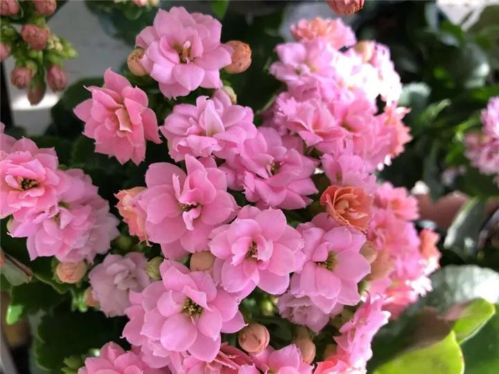 长寿花，寓意好、开花漂亮，花期长，品种多达300个