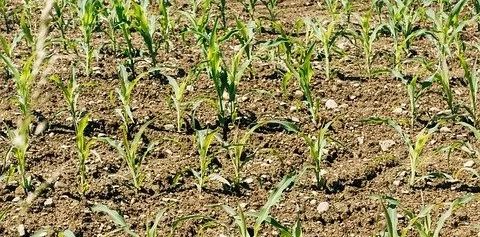 化肥与农业生产的关系,化肥在农业中的利与弊